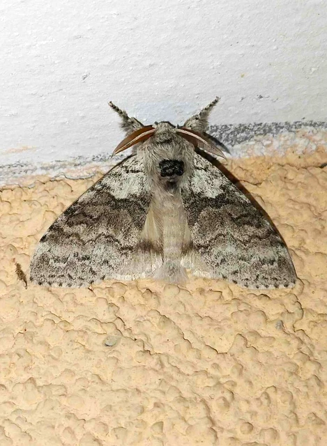 Calliteara pudibunda - hamvasszövő