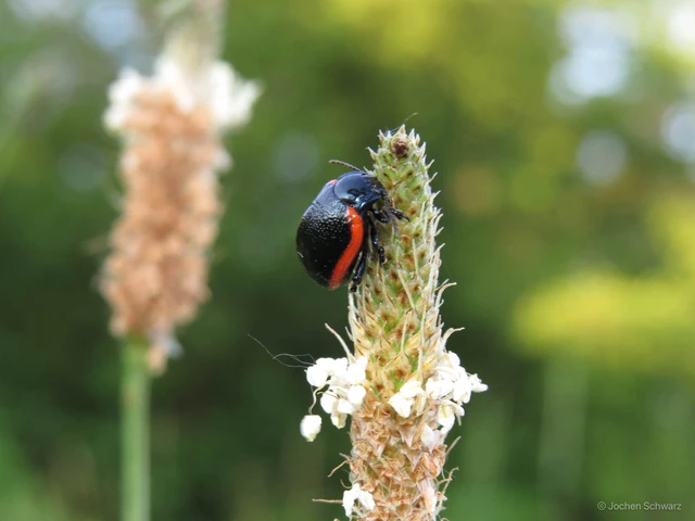 Chrysolina rossia - trapézhátú szegélyeslevelész