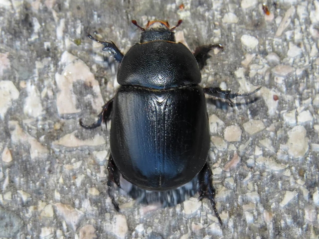 Pentodon idiota - butabogár