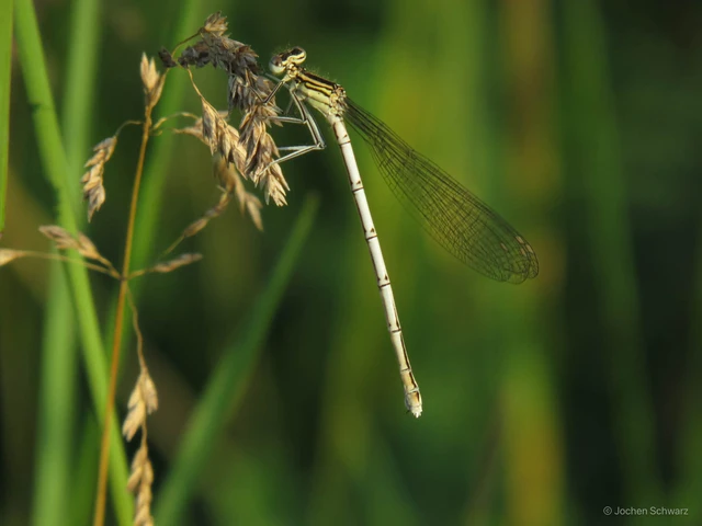 Platycnemis pennipes - széleslábú szitakötő