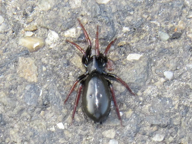 Trachyzelotes pedestris - vöröslábú gyászpók