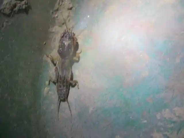 Gryllotalpa
