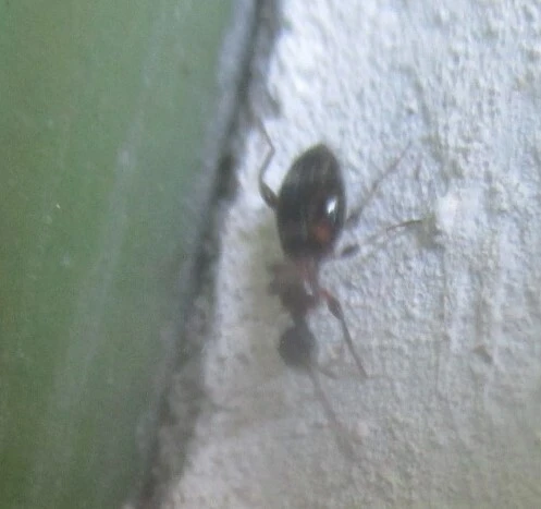Anthelephila pedestris - hangyaszerű fürgebogár