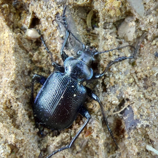 Calosoma inquisitor - kis bábrabló