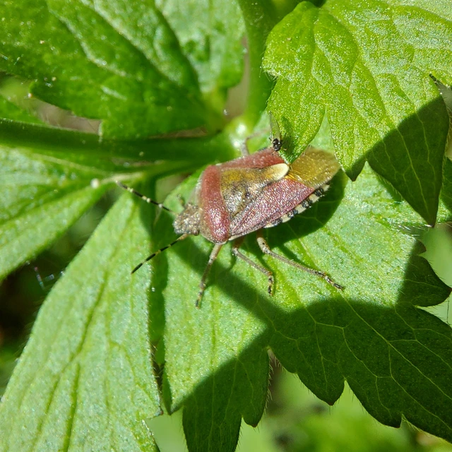 Dolycoris baccarum - közönséges bogyómászó-poloska