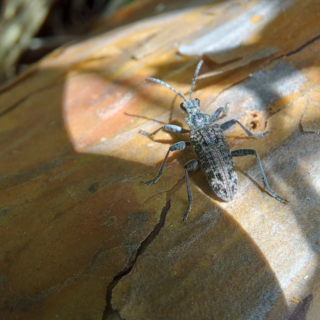 Rhagium inquisitor - fenyves-tövisescincér