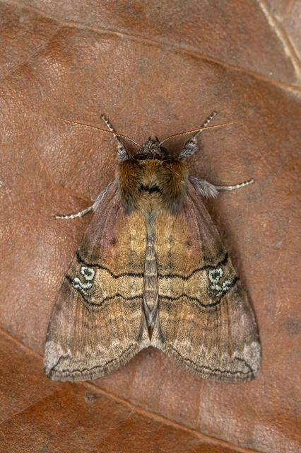 Tethea ocularis - pápaszemes pihésszövő