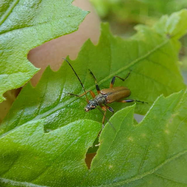 Cortodera femorata - fenyves-cserjecincér