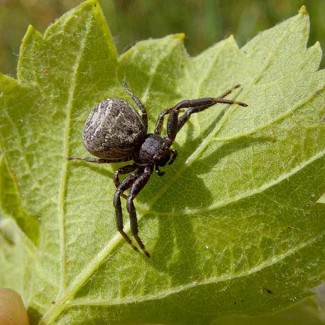 Xysticus