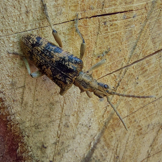 Rhagium sycophanta - tölgyes-tövisescincér