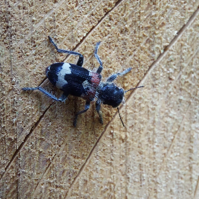 Clerus mutillarius - feketenyakú szúfarkas