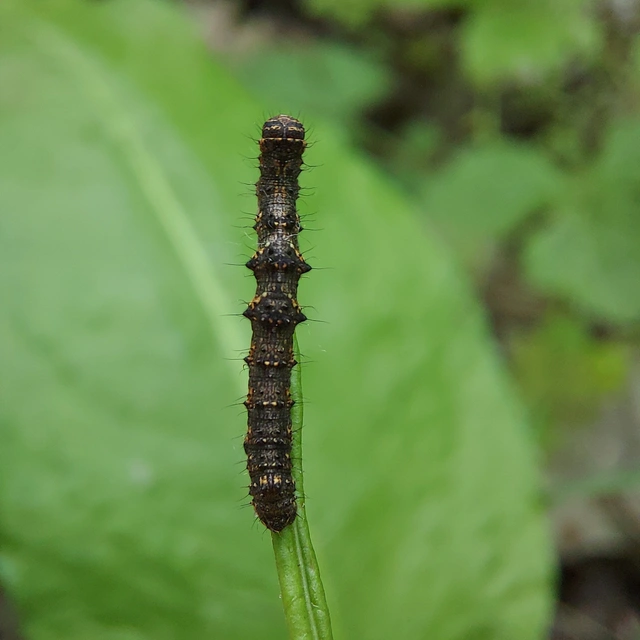Apocheima pilosaria - zöldes tavasziaraszoló