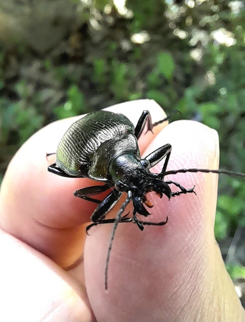 Calosoma inquisitor - kis bábrabló
