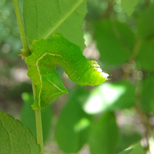 Amphipyra pyramidea - fahéjszínű bagoly