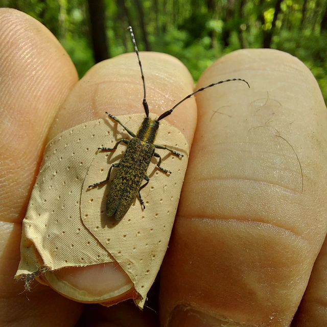 Agapanthia villosoviridescens - fehérgyűrűs bogáncscincér