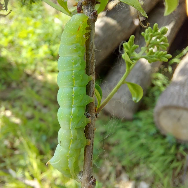 Amphipyra pyramidea - fahéjszínű bagoly