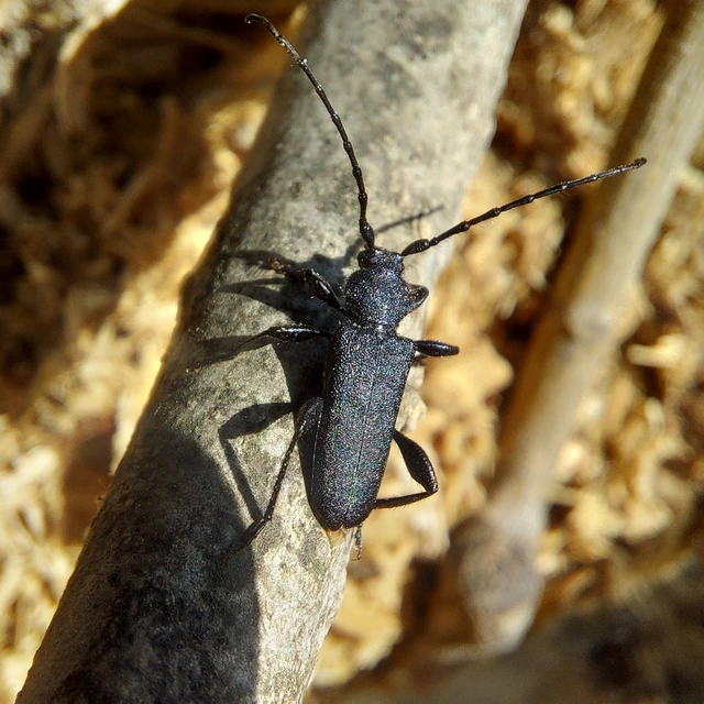 Ropalopus macropus - kis facincér Ropalopus macropus - kis facincér
