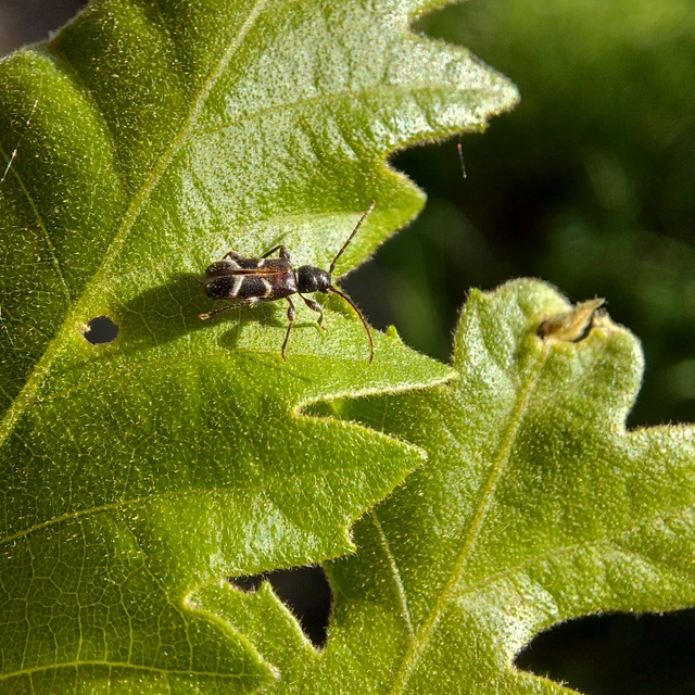 Phymatodes alni - apró háncscincér Phymatodes alni - apró háncscincér