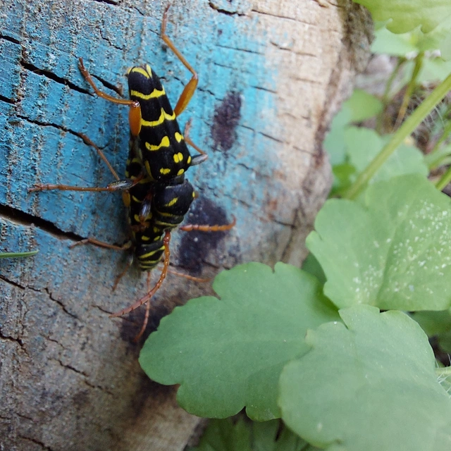 Plagionotus arcuatus - bársonyos darázscincér