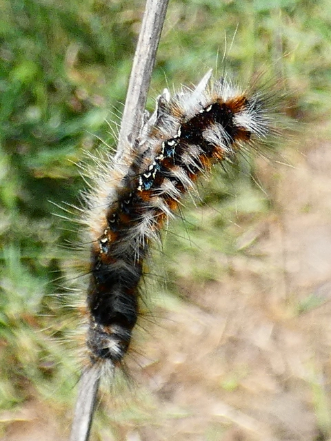 Eriogaster catax - sárga gyapjasszövő