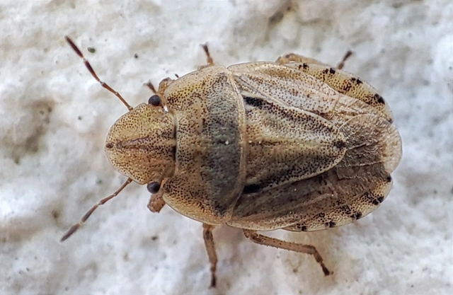 Sciocoris Sciocoris