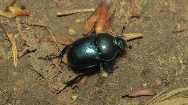 Trypocopris vernalis - tavaszi álganéjtúró