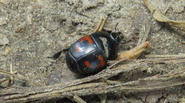 Hister quadrimaculatus - közönséges sutabogár