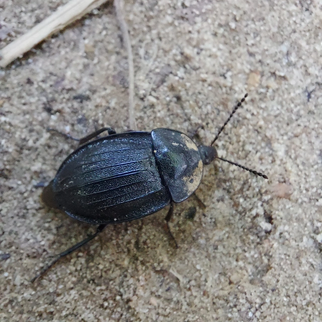Phosphuga atrata - bordás csigarabló