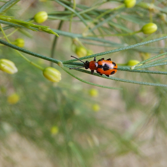 Crioceris quinquepunctata - ötpontos spárgabogár Crioceris quinquepunctata - ötpontos spárgabogár