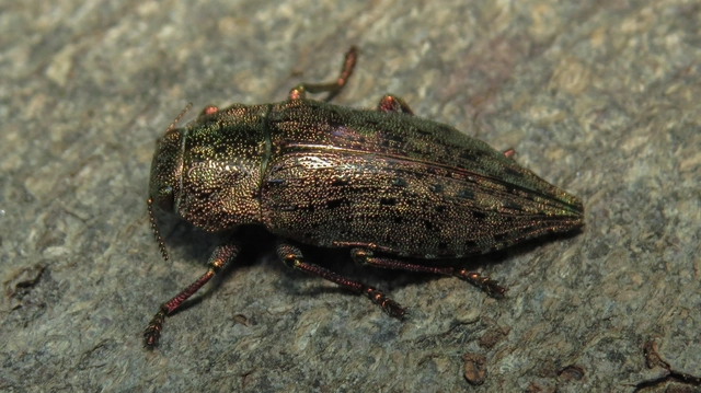 Dicerca berolinensis - bükkfa-díszbogár