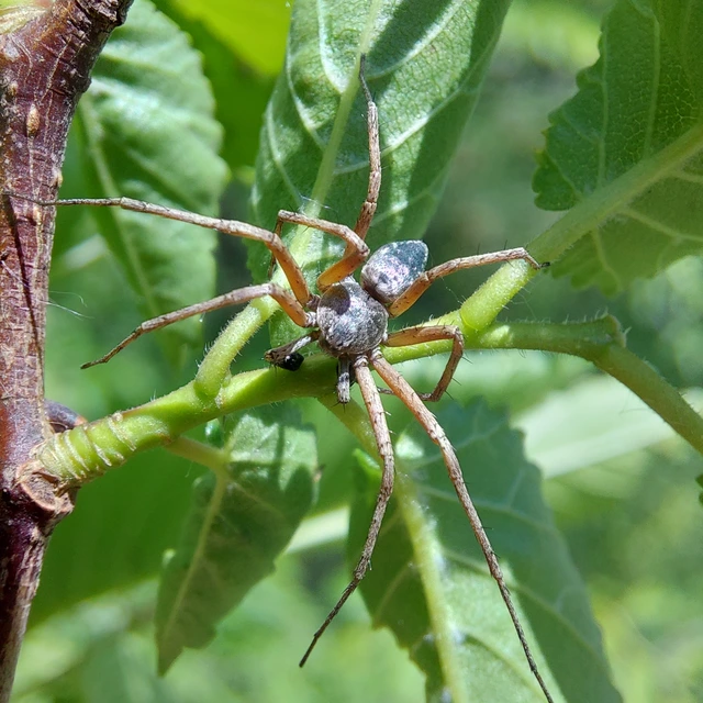 Philodromus