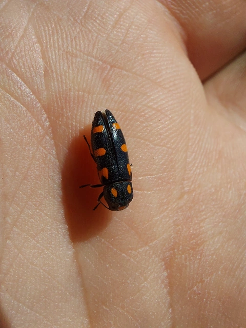 Ptosima undecimmaculata - sárgafoltos díszbogár