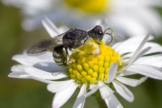 Lestica clypeata - közönséges szitásdarázs
