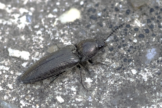 Cidnopus pilosus - szőrös pattanó