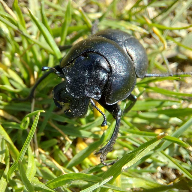 Lethrus apterus - nagyfejű csajkó