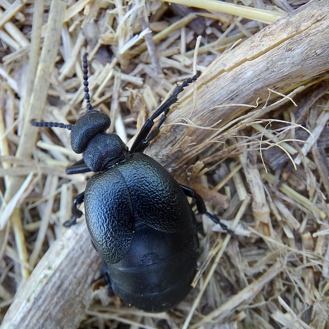 Meloe scabriusculus - érdes nünüke