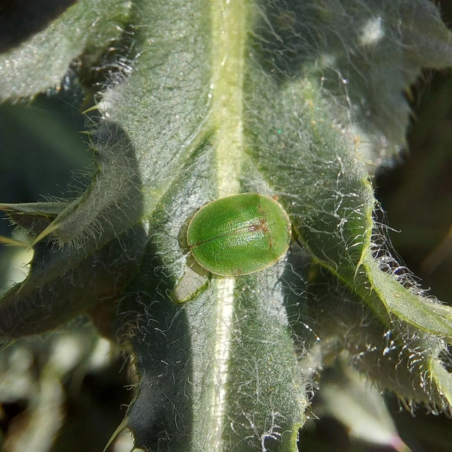 Cassida rubiginosa - lapos pajzsbogár Cassida rubiginosa - lapos pajzsbogár