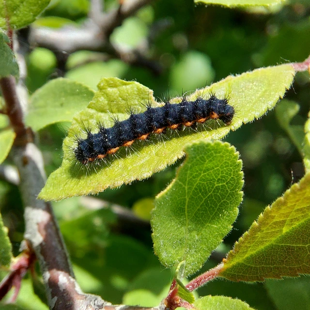 Saturnia pavoniella/pavonia