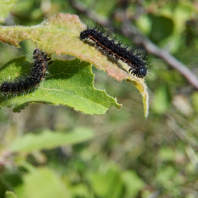 Saturnia pavoniella/pavonia