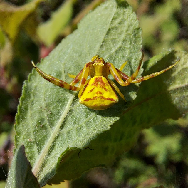 Thomisus onustus - fehér karolópók