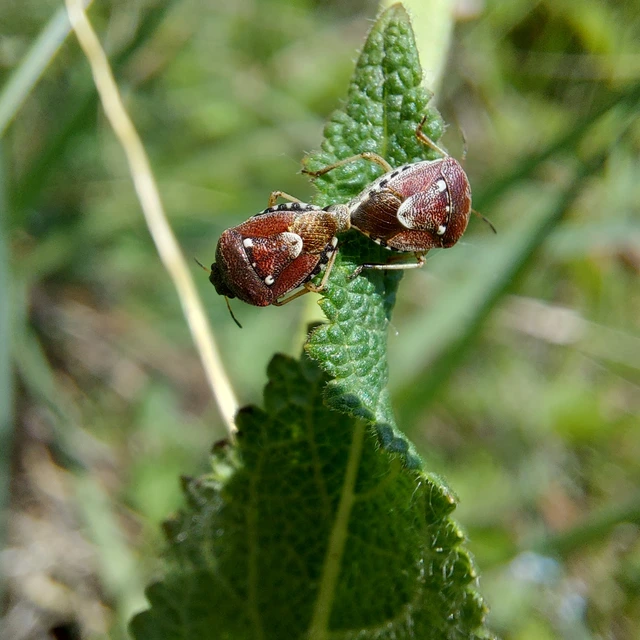 Stagonomus amoenus Stagonomus amoenus