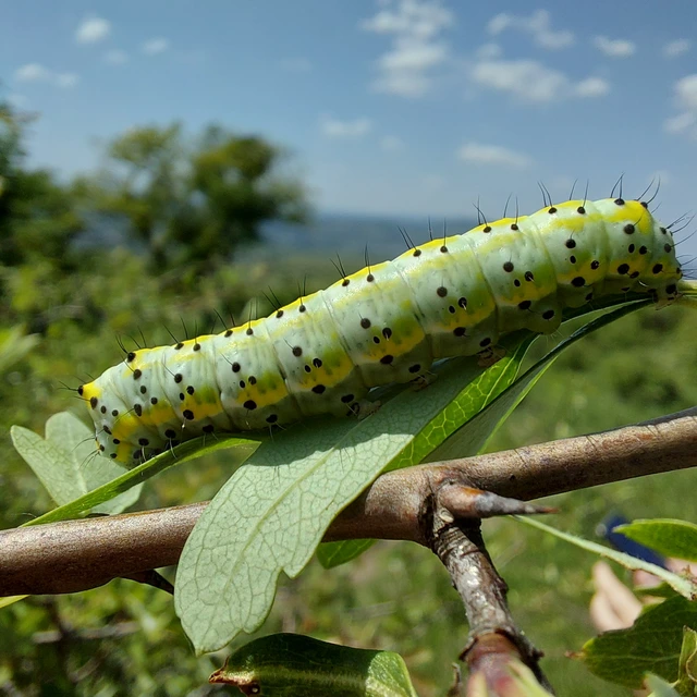 Diloba caeruleocephala - őszi kékesbagoly