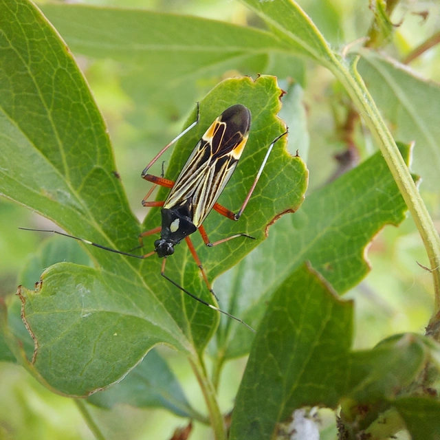 Miris striatus - sávos mezeipoloska