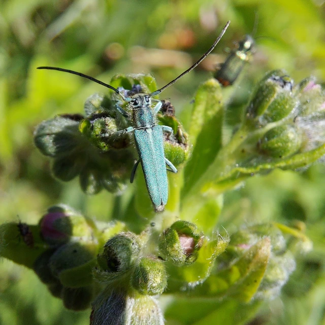 Phytoecia coerulescens - kígyósziszcincér