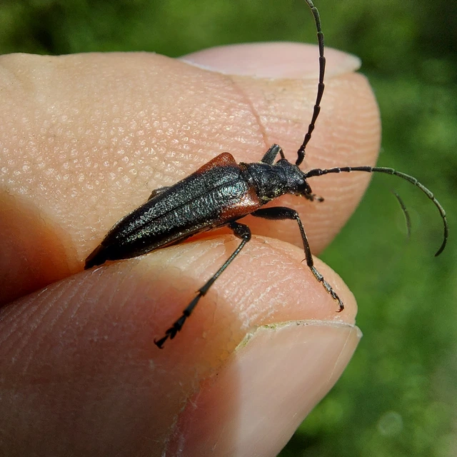Stenocorus quercus - tölgy-gyökércincér