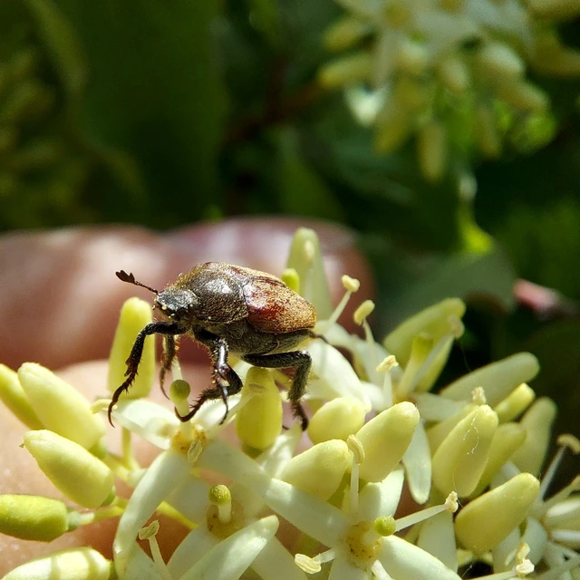 Hoplia praticola - réti virágcserebogár