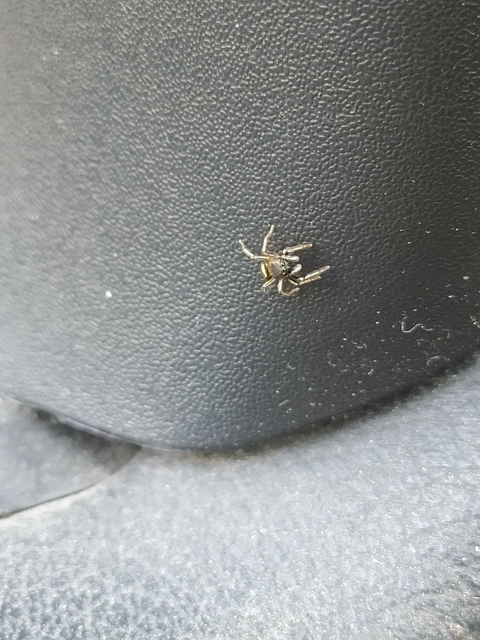Heliophanus