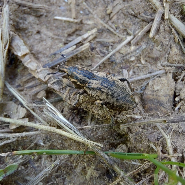 Pseudocleonus cinereus - hamvas barkó