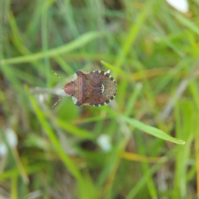 Dyroderes umbraculatus Dyroderes umbraculatus