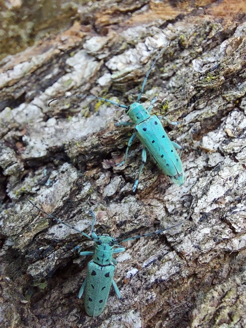 Saperda octopunctata - nyolcpontos cincér